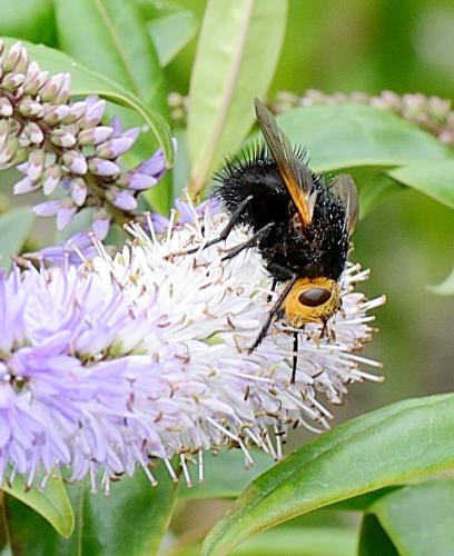 Réf. 289 583 : Tachina grossa